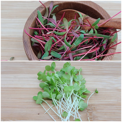 Microgreens & Herbs