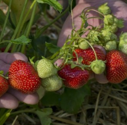 Plants - Strawberries - Flavorfest - bundle