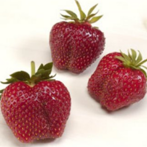 Plants - Strawberries - AC Wendy - bundle