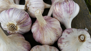 How to Plant Garlic Now!