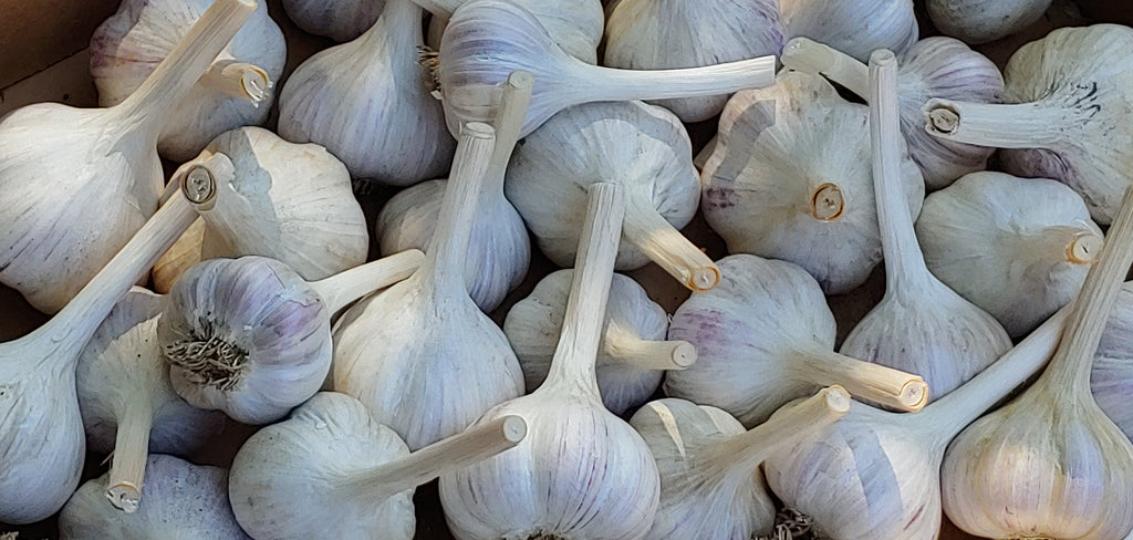 Why buy garlic from a farmer you KNOW?