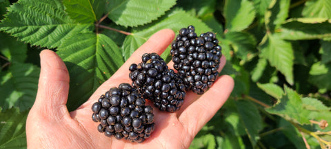 U-pick Blackberries Ticket - Friday, August 22, 7 am to 10 am