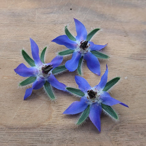 Borage Flowers - 25 count