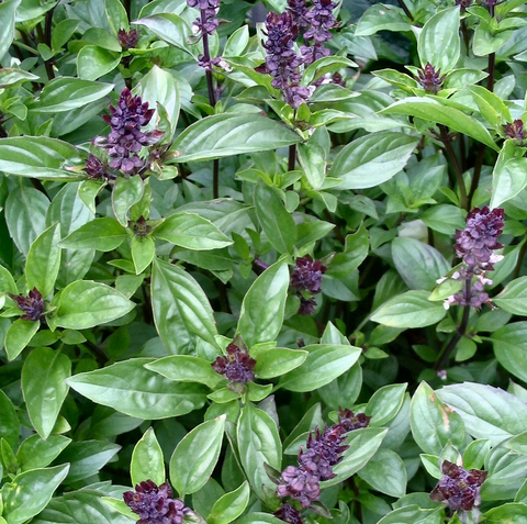 Basil - Cinnamon, bunch