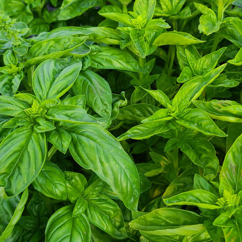 Basil, Green - 1 lb. bulk bag
