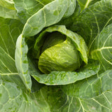 Cabbage, Green - Head