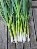 Green Garlic - large head
