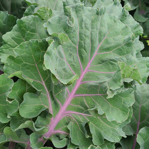 Kale - Red Veined