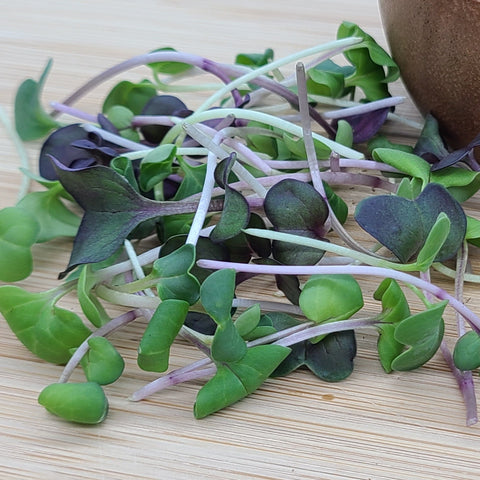 Micro Rainbow Radish - .75 oz