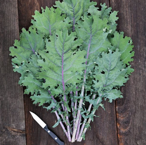 Kale - Red Russian