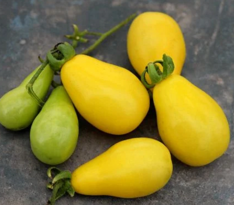 Cherry Tomatoes, Yellow Pear - pint