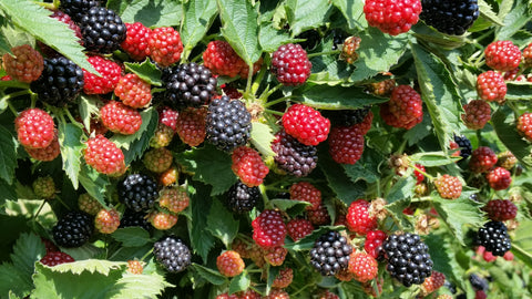 U-pick Blackberries Ticket - Sunday, August 24, 6:30 pm to 8:30 pm