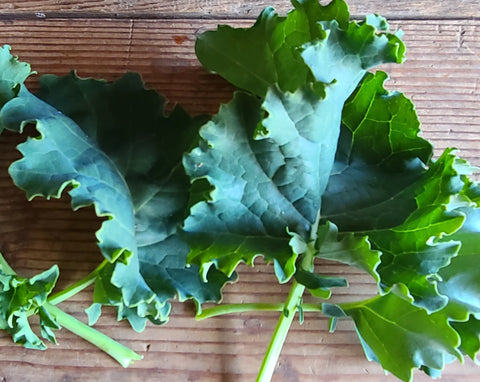Kale - Curly Leaf