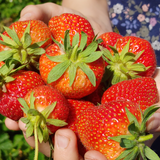 Strawberries - Flat - Monday's picking 6/8