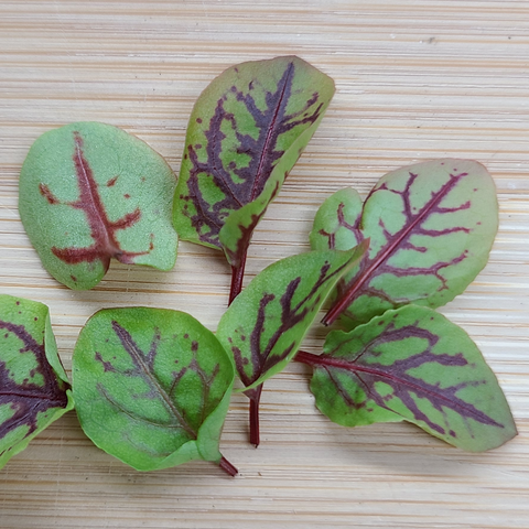 Micro Red-Veined Sorrel, .5 oz