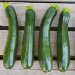 Zucchini - lb - GREEN - small/medium