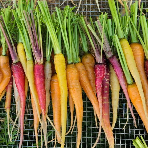 Baby Rainbow Carrots - clamshell