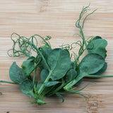 Micro Curly Pea Shoots