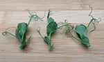 Micro Curly Pea Shoots