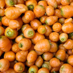 Cutie Carrots - bunch