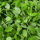 Pea Shoots