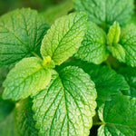 Lemon Balm, bunch