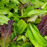 Lettuce, Garden Mix