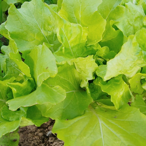 Leafy Napa Cabbage - bunch