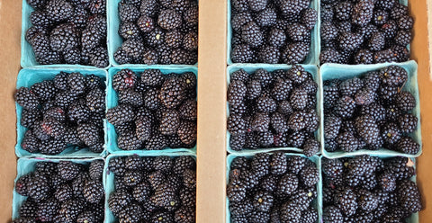 Blackberries - flat