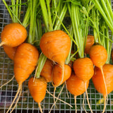 Cutie Carrots - bunch