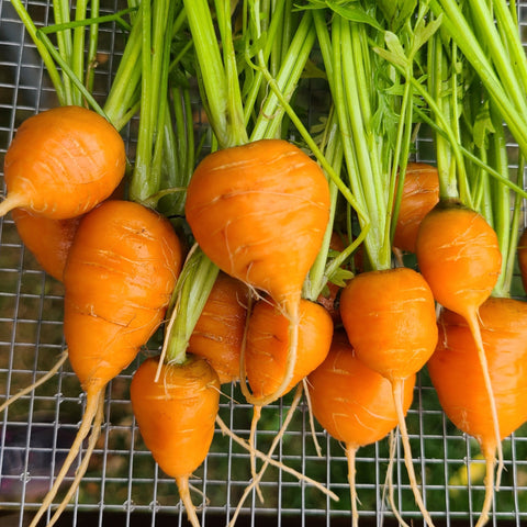 Cutie Carrots - bunch