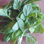 Basil - Green, bunch