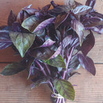 Basil - Purple, bunch
