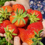 Strawberries - pint