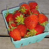 Strawberries - pint